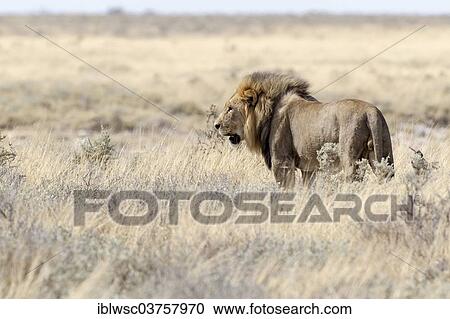 "Lion (Panthera leo), Etosha National Park, Okaukuejo, Kunene Region, Namibia, Africa" View Large Photo Image Stock Image - "Lion (Panthera leo), Etosha National Park, Okaukuejo, Kunene Region, Namibia, Africa". Fotosearch