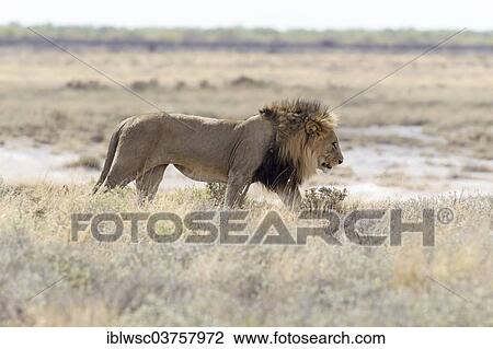 "Lion (Panthera leo), Etosha National Park, Okaukuejo, Kunene Region, Namibia, Africa" View Large Photo Image Stock Image - "Lion (Panthera leo), Etosha National Park, Okaukuejo, Kunene Region, Namibia, Africa". Fotosearch