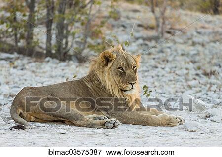 "Lion (Panthera leo), Etosha National Park, Namibia, Africa" View Large Photo Image Stock Photo - "Lion (Panthera leo), Etosha National Park, Namibia, Africa". Fotosearch