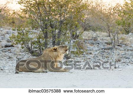 "Lion (Panthera leo), Etosha National Park, Namibia, Africa" View Large Photo Image Stock Photo - "Lion (Panthera leo), Etosha National Park, Namibia, Africa". Fotosearch