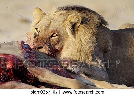 "Lion (Panthera leo), feeding, Nxai Pan National Park, Botswana, Africa" View Large Photo Image Stock Image - "Lion (Panthera leo), feeding, Nxai Pan National Park, Botswana, Africa". Fotosearch