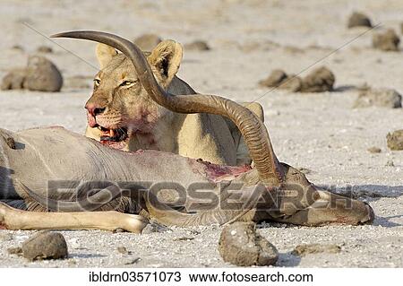 Stock Image - "Lion (Panthera leo), feeding, Nxai Pan National Park, Botswana, Africa". Fotosearch