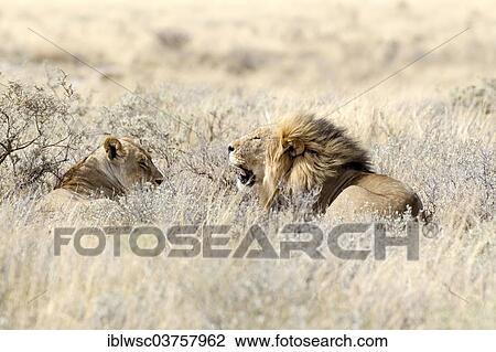 "Lion (Panthera leo), female and male lying in high grass, Etosha National Park, Okaukuejo, Kunene Region, Namibia, Africa" View Large Photo Image Stock Image - "Lion (Panthera leo), female and male lying in high grass, Etosha National Park, Okaukuejo, Kunene Region, Namibia, Africa". Fotosearch