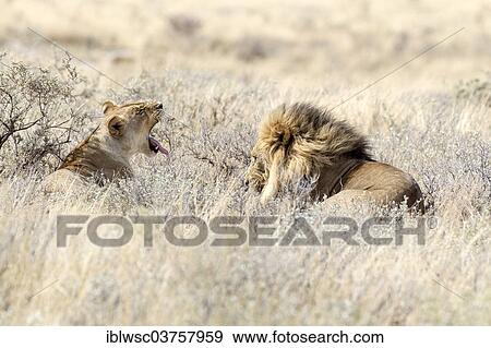"Lion (Panthera leo), female and male lying in high grass, Etosha National Park, Okaukuejo, Kunene Region, Namibia, Africa" View Large Photo Image Stock Photo - "Lion (Panthera leo), female and male lying in high grass, Etosha National Park, Okaukuejo, Kunene Region, Namibia, Africa". Fotosearch