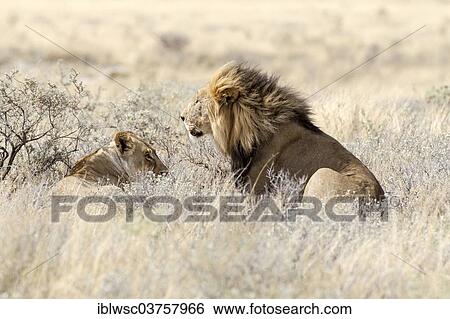 "Lion (Panthera leo), female and male lying in high grass, Etosha National Park, Okaukuejo, Kunene Region, Namibia, Africa" View Large Photo Image Stock Photograph - "Lion (Panthera leo), female and male lying in high grass, Etosha National Park, Okaukuejo, Kunene Region, Namibia, Africa". Fotosearch