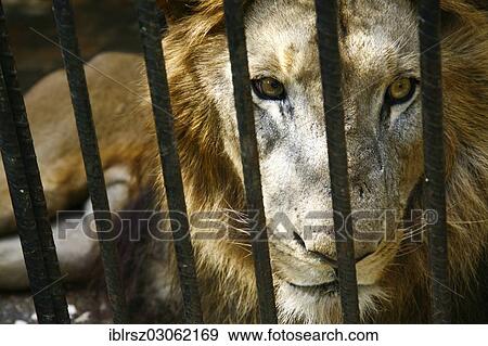 Stock Photo - "Lion (Panthera leo) in a cage behind bars, captive, Cuba, North America". Fotosearch