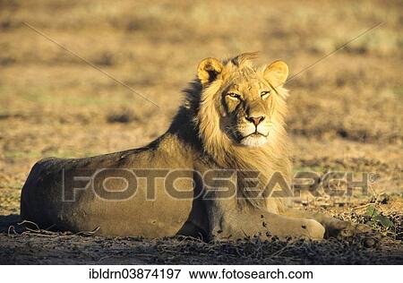 "Lion (Panthera leo) in morning light, Kgalagadi Transfrontier Park, Northern Cape, South Africa, Africa" View Large Photo Image Stock Photo - "Lion (Panthera leo) in morning light, Kgalagadi Transfrontier Park, Northern Cape, South Africa, Africa". Fotosearch