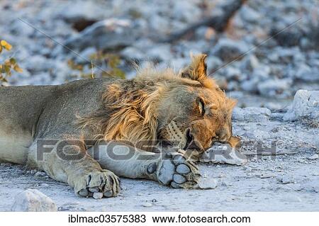 Stock Image - "Lion (Panthera leo) in the evening light, Etosha National Park, Namibia, Africa". Fotosearch