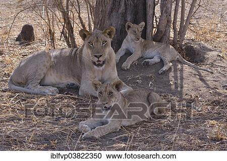 "Lion (Panthera leo) in the shade of a tree, Nsefu sector, South Luangwa National Park, Zambia, Africa" View Large Photo Image Stock Image - "Lion (Panthera leo) in the shade of a tree, Nsefu sector, South Luangwa National Park, Zambia, Africa". Fotosearch
