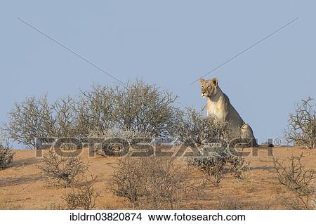 Picture - "Lion (Panthera leo), Kgalagadi Transfrontier Park, Northern Cape, South Africa, Africa". Fotosearch