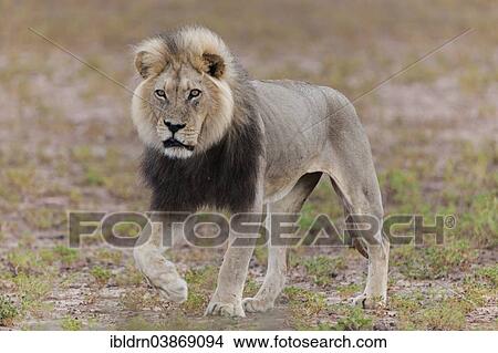 "Lion (Panthera leo), Kgalagadi Transfrontier Park, Northern Cape, South Africa, Africa" View Large Photo Image Picture - "Lion (Panthera leo), Kgalagadi Transfrontier Park, Northern Cape, South Africa, Africa". Fotosearch