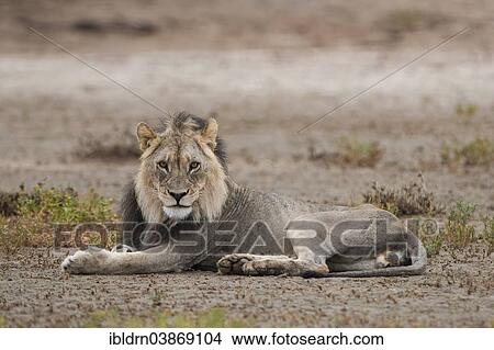 Picture - "Lion (Panthera leo), Kgalagadi Transfrontier Park, Northern Cape, South Africa, Africa". Fotosearch