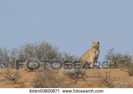 Stock Image - "Lion (Panthera leo), Kgalagadi Transfrontier Park, Northern Cape, South Africa, Africa". Fotosearch