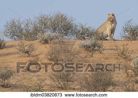 "Lion (Panthera leo), Kgalagadi Transfrontier Park, Northern Cape, South Africa, Africa" View Large Photo Image Stock Image - "Lion (Panthera leo), Kgalagadi Transfrontier Park, Northern Cape, South Africa, Africa". Fotosearch