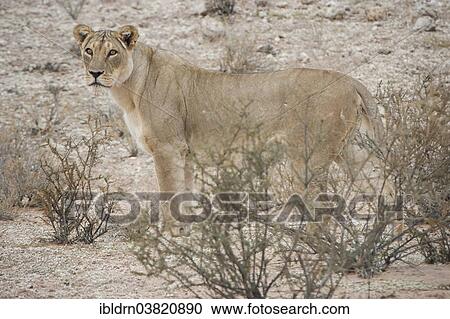 "Lion (Panthera leo), Kgalagadi Transfrontier Park, Northern Cape, South Africa, Africa" View Large Photo Image Stock Image - "Lion (Panthera leo), Kgalagadi Transfrontier Park, Northern Cape, South Africa, Africa". Fotosearch