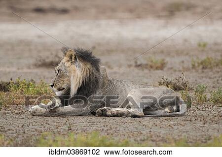 Stock Image - "Lion (Panthera leo), Kgalagadi Transfrontier Park, Northern Cape, South Africa, Africa". Fotosearch