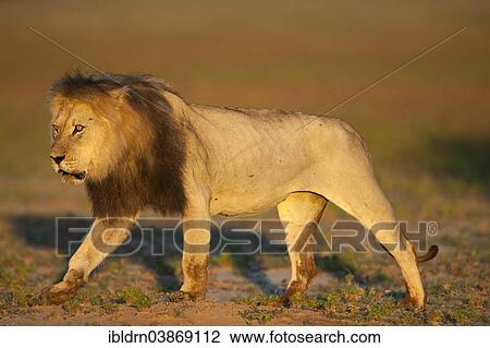 Stock Image - "Lion (Panthera leo), Kgalagadi Transfrontier Park, Northern Cape, South Africa, Africa". Fotosearch