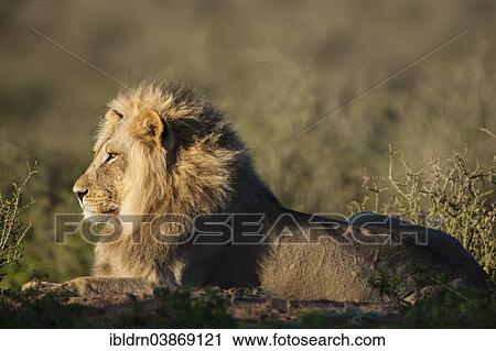 "Lion (Panthera leo), Kgalagadi Transfrontier Park, Northern Cape, South Africa, Africa" View Large Photo Image Stock Image - "Lion (Panthera leo), Kgalagadi Transfrontier Park, Northern Cape, South Africa, Africa". Fotosearch