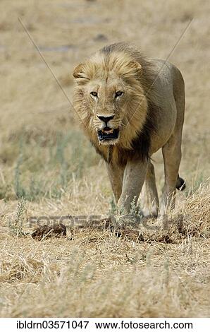"Lion (Panthera leo), Kgalagadi Transfrontier Park, Nossob" View Large Photo Image Stock Photo - "Lion (Panthera leo), Kgalagadi Transfrontier Park, Nossob". Fotosearch