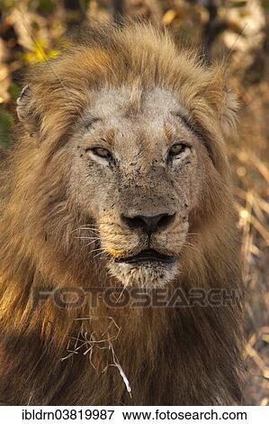 Stock Photo - "Lion (Panthera leo), Kgalagadi Transfrontier Park, Northern Province, South Africa, Africa". Fotosearch