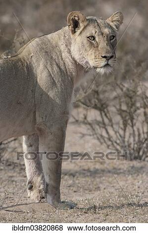 "Lion (Panthera leo), Kgalagadi Transfrontier Park, Northern Cape, South Africa, Africa" View Large Photo Image Stock Photo - "Lion (Panthera leo), Kgalagadi Transfrontier Park, Northern Cape, South Africa, Africa". Fotosearch