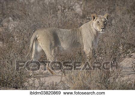 "Lion (Panthera leo), Kgalagadi Transfrontier Park, Northern Cape, South Africa, Africa" View Large Photo Image Stock Photo - "Lion (Panthera leo), Kgalagadi Transfrontier Park, Northern Cape, South Africa, Africa". Fotosearch