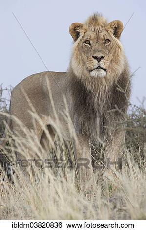 Stock Photograph - "Lion (Panthera leo), Kgalagadi Transfrontier Park, Northern Cape, South Africa, Africa". Fotosearch