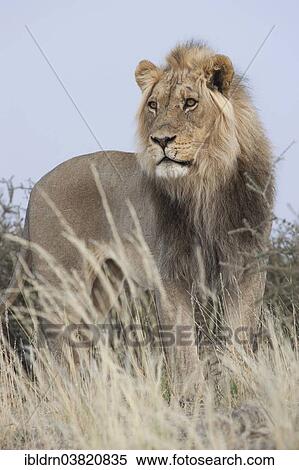 Stock Photography - "Lion (Panthera leo), Kgalagadi Transfrontier Park, Northern Cape, South Africa, Africa". Fotosearch