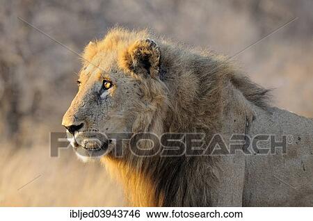 "Lion (Panthera leo), Kruger National Park, South Africa, Africa" View Large Photo Image Stock Photograph - "Lion (Panthera leo), Kruger National Park, South Africa, Africa". Fotosearch