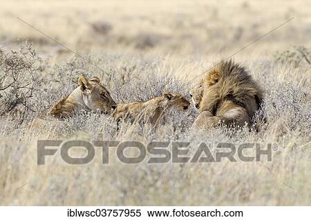 "Lion (Panthera leo), lion family lying in high grass, Etosha National Park, Okaukuejo, Kunene Region, Namibia, Africa" View Large Photo Image Stock Photography - "Lion (Panthera leo), lion family lying in high grass, Etosha National Park, Okaukuejo, Kunene Region, Namibia, Africa". Fotosearch