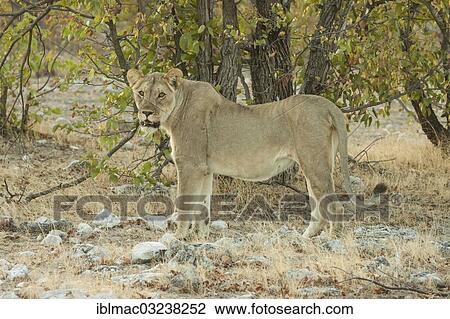 Stock Image - "Lion (Panthera leo), lioness, Etosha National Park, Namibia, Africa". Fotosearch