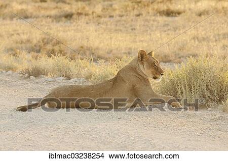 "Lion (Panthera leo), lioness lying on road, Etosha National Park, Namibia, Africa" View Large Photo Image Picture - "Lion (Panthera leo), lioness lying on road, Etosha National Park, Namibia, Africa". Fotosearch