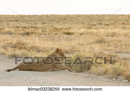 "Lion (Panthera leo), lioness lying on road, Etosha National Park, Namibia, Africa" View Large Photo Image Stock Photography - "Lion (Panthera leo), lioness lying on road, Etosha National Park, Namibia, Africa". Fotosearch
