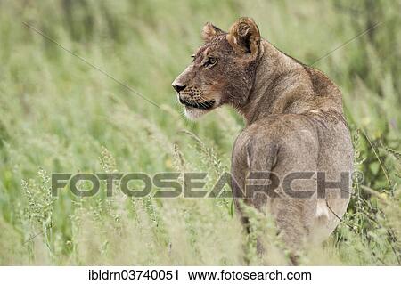 "Lion (Panthera leo), lioness, Kgalagadi Transfrontier Park, South Africa, Africa" View Large Photo Image Stock Image - "Lion (Panthera leo), lioness, Kgalagadi Transfrontier Park, South Africa, Africa". Fotosearch