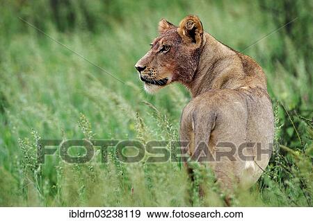 "Lion (Panthera leo), lioness with a blood-splattered head, Moremi Game Reserve, Botswana, Africa" View Large Photo Image Stock Photo - "Lion (Panthera leo), lioness with a blood-splattered head, Moremi Game Reserve, Botswana, Africa". Fotosearch