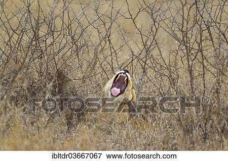 "Lion (Panthera leo), lioness yawning, Kruger National Park, South Africa, Africa" View Large Photo Image Stock Photo - "Lion (Panthera leo), lioness yawning, Kruger National Park, South Africa, Africa". Fotosearch