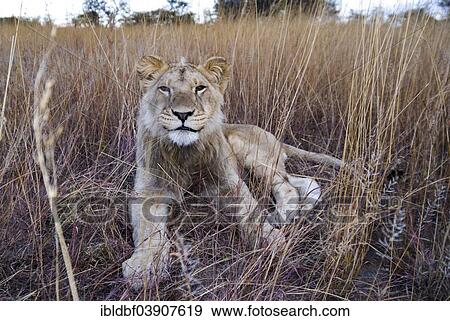 "Lion (Panthera leo), lying in tall grass, young animal, 2 years, Antelope Park, near Gweru, Zimbabwe, Africa" View Large Photo Image Stock Photo - "Lion (Panthera leo), lying in tall grass, young animal, 2 years, Antelope Park, near Gweru, Zimbabwe, Africa". Fotosearch