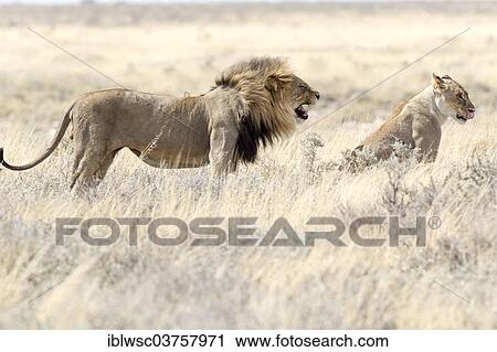 "Lion (Panthera leo), male and female in high grass, Etosha National Park, Okaukuejo, Kunene Region, Namibia, Africa" View Large Photo Image Stock Image - "Lion (Panthera leo), male and female in high grass, Etosha National Park, Okaukuejo, Kunene Region, Namibia, Africa". Fotosearch
