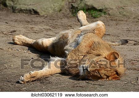 "Lion (Panthera leo), male, captive, Germany, Europe" View Large Photo Image Stock Photo - "Lion (Panthera leo), male, captive, Germany, Europe". Fotosearch