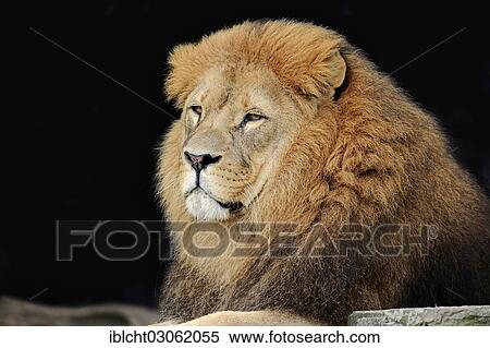 "Lion (Panthera leo), male, captive, Germany, Europe" View Large Photo Image Stock Photography - "Lion (Panthera leo), male, captive, Germany, Europe". Fotosearch
