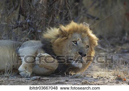 "Lion (Panthera leo), male disturbed during his midday rest, Kruger National Park, South Africa, Africa" View Large Photo Image Stock Photo - "Lion (Panthera leo), male disturbed during his midday rest, Kruger National Park, South Africa, Africa". Fotosearch