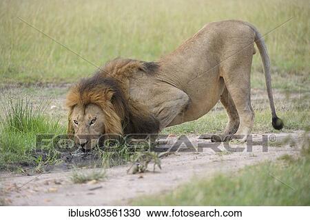 "Lion (Panthera leo), male, drinking, Massai Mara, Serengeti, Rift Valley province, Kenya, Africa" View Large Photo Image Stock Image - "Lion (Panthera leo), male, drinking, Massai Mara, Serengeti, Rift Valley province, Kenya, Africa". Fotosearch