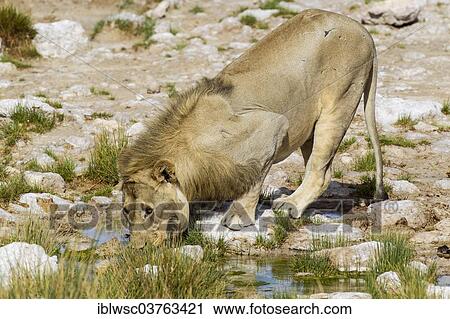 "Lion (Panthera leo), male drinking, Etosha National Park, Namibia, Africa" View Large Photo Image Stock Image - "Lion (Panthera leo), male drinking, Etosha National Park, Namibia, Africa". Fotosearch