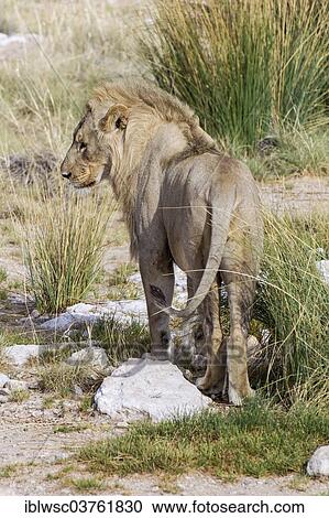 "Lion (Panthera leo), male, Etosha National Park, Halali, Kunene Region, Namibia, Africa" View Large Photo Image Stock Image - "Lion (Panthera leo), male, Etosha National Park, Halali, Kunene Region, Namibia, Africa". Fotosearch