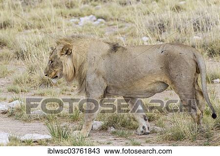 "Lion (Panthera leo), male, Etosha National Park, Halali, Kunene Region, Namibia, Africa" View Large Photo Image Stock Image - "Lion (Panthera leo), male, Etosha National Park, Halali, Kunene Region, Namibia, Africa". Fotosearch