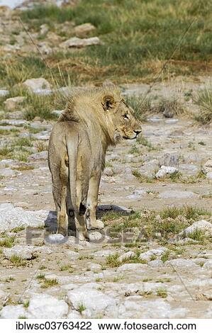 "Lion (Panthera leo), male, Etosha National Park, Namibia, Africa" View Large Photo Image Stock Image - "Lion (Panthera leo), male, Etosha National Park, Namibia, Africa". Fotosearch