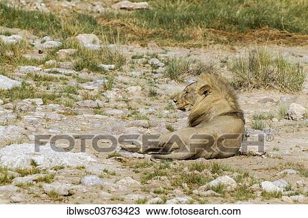 "Lion (Panthera leo), male, Etosha National Park, Namibia, Africa" View Large Photo Image Stock Image - "Lion (Panthera leo), male, Etosha National Park, Namibia, Africa". Fotosearch