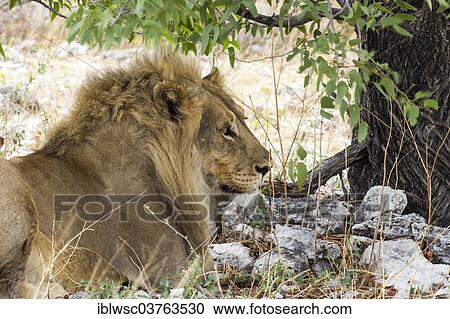 "Lion (Panthera leo), male, Etosha National Park, Namibia, Africa" View Large Photo Image Stock Image - "Lion (Panthera leo), male, Etosha National Park, Namibia, Africa". Fotosearch