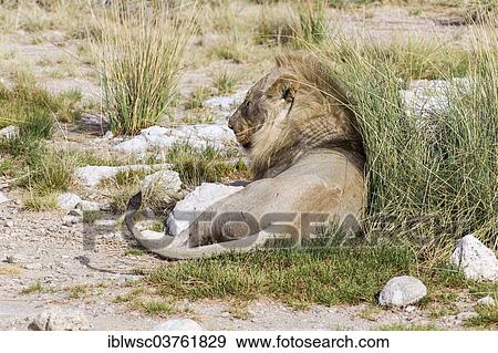 "Lion (Panthera leo), male, Etosha National Park, Halali, Kunene Region, Namibia, Africa" View Large Photo Image Stock Photo - "Lion (Panthera leo), male, Etosha National Park, Halali, Kunene Region, Namibia, Africa". Fotosearch