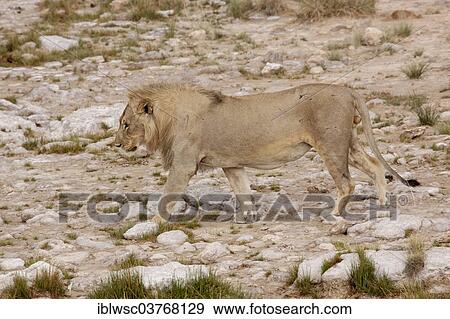 Stock Photo - "Lion (Panthera leo), male, Etosha National Park, Halali, Namibia, Africa". Fotosearch